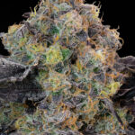 Blueberry Zkunk
