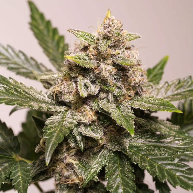 Auto Strawberry Soda