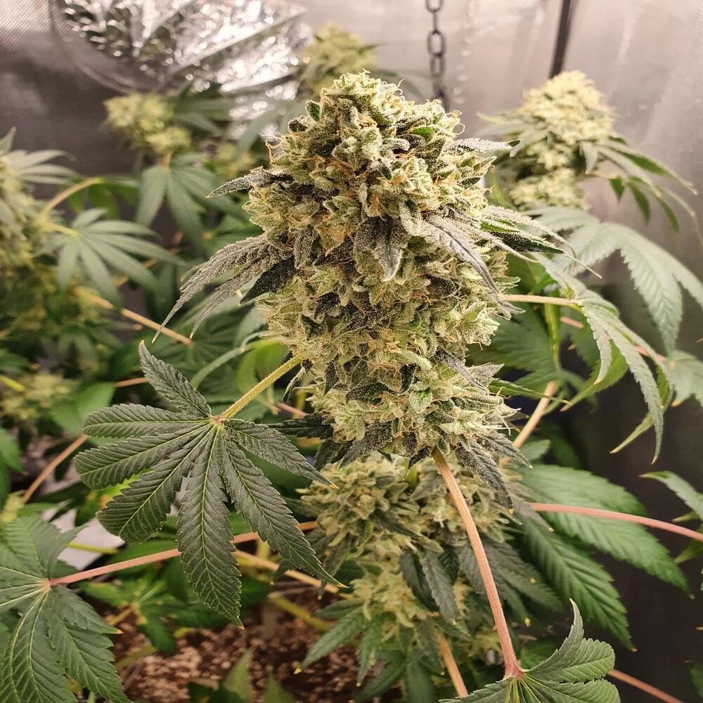 Blue Grape Fuel