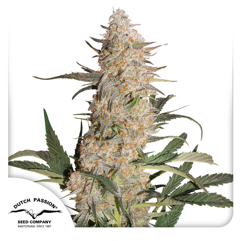 Critical Orange Punch®