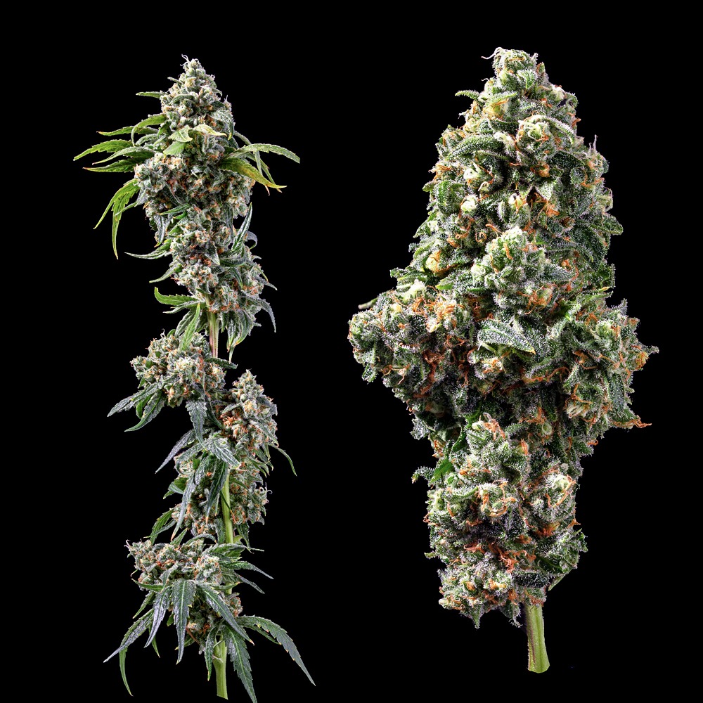 Chocolope - Flora Urbana