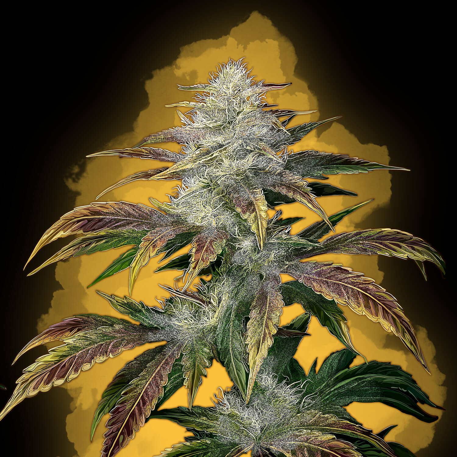 Amnesia Haze Auto