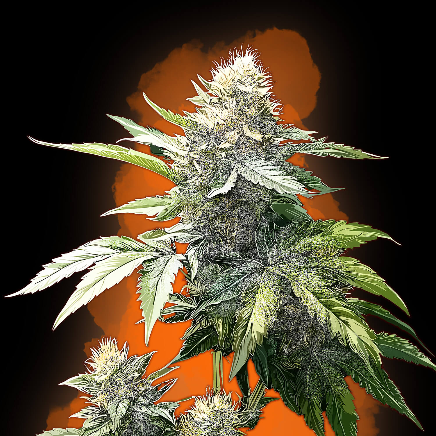 OG Kush Auto