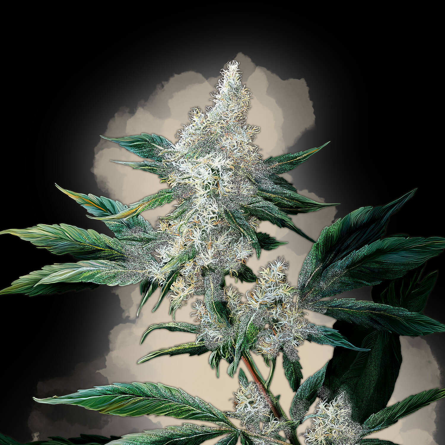 White Widow Auto