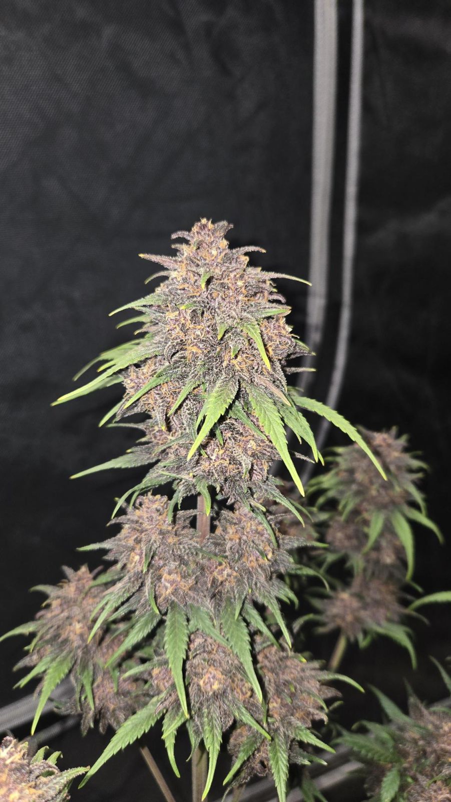 Purple Haze Auto™