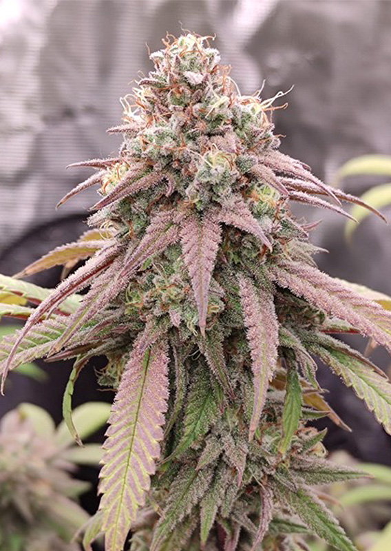 Skywalker Haze®