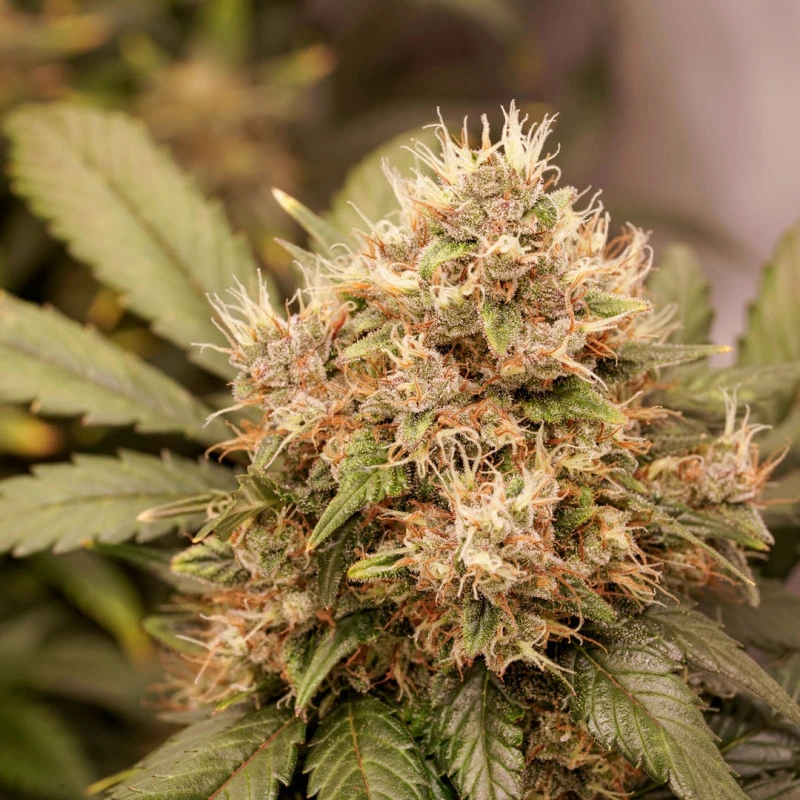 Auto Red Tropicana Cookies