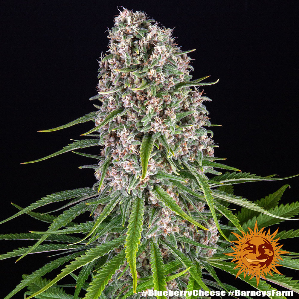 Blue Cheese