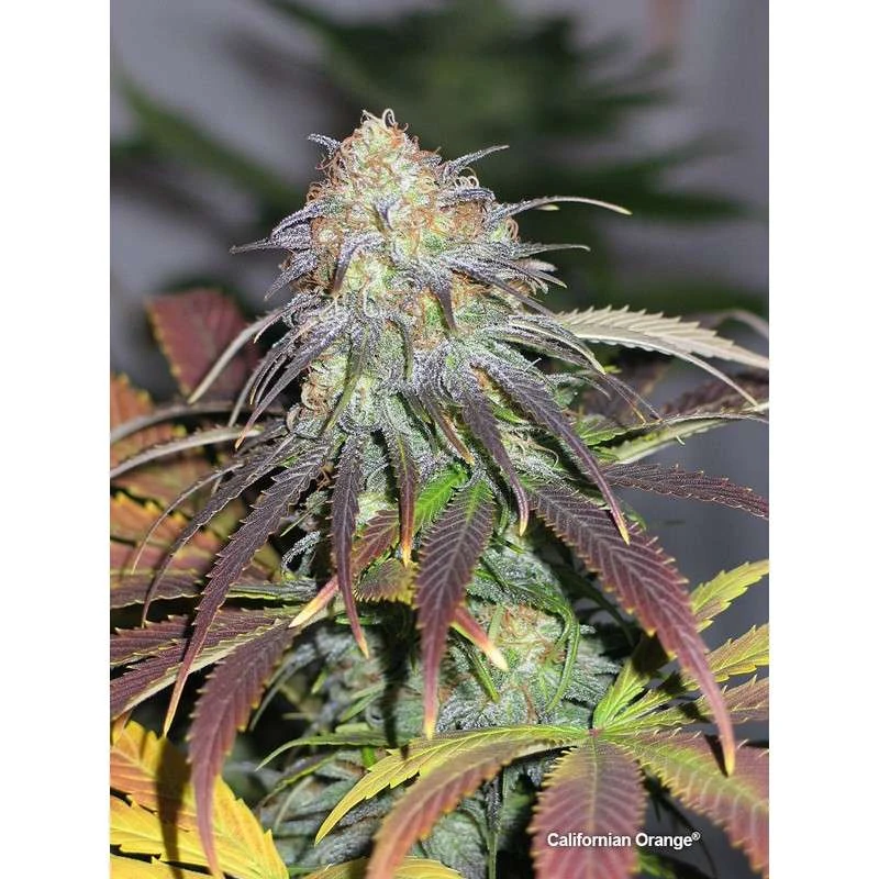 Californian Orange