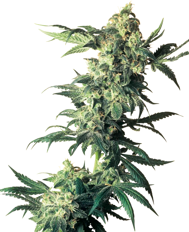 Northern Lights