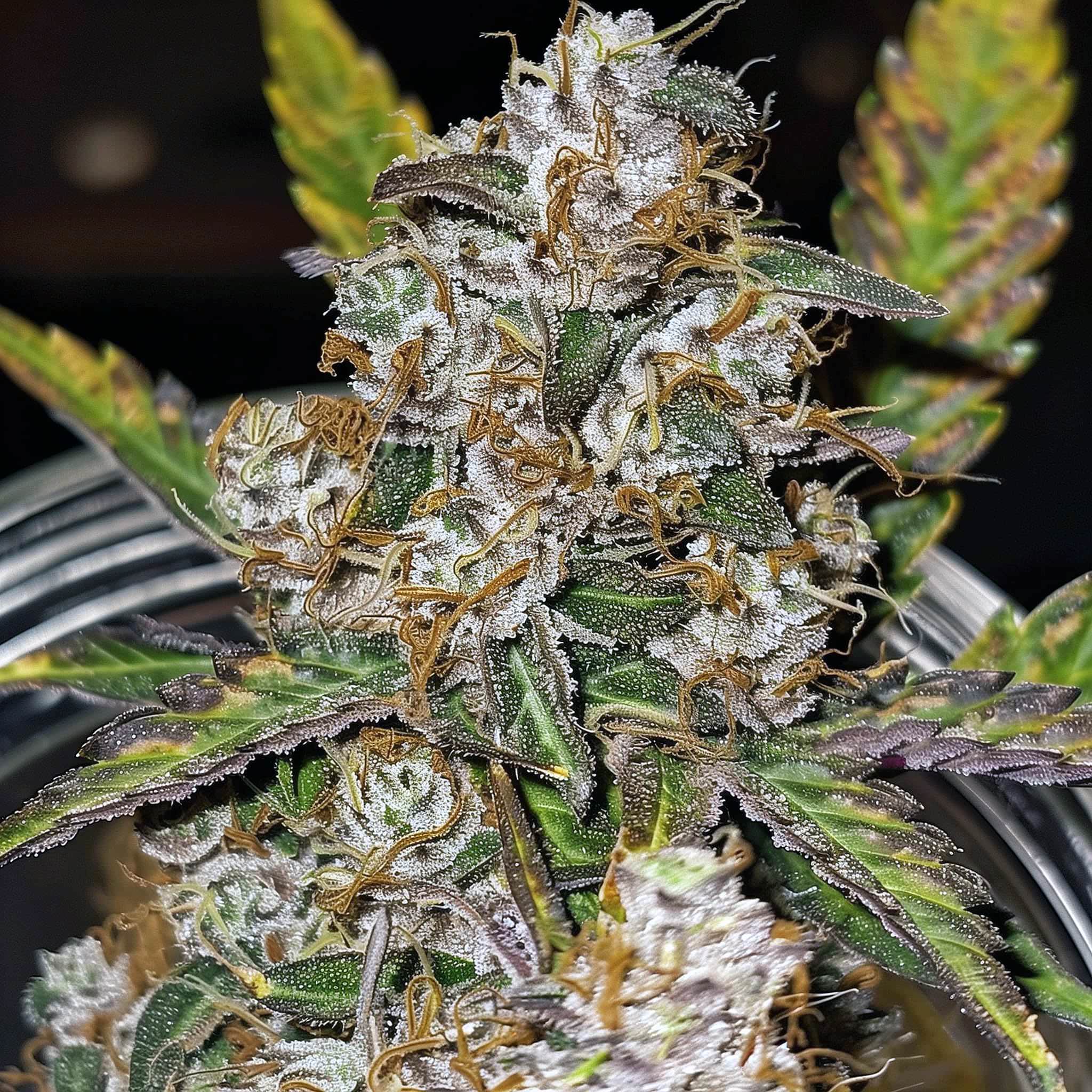 Radical Juice