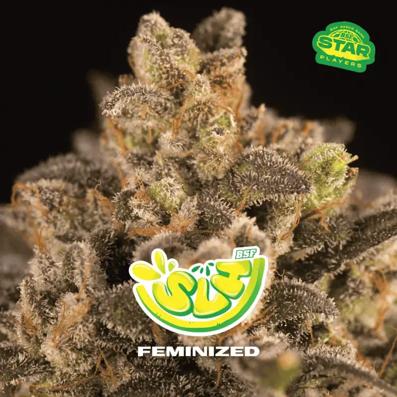 Super Lemon Haze