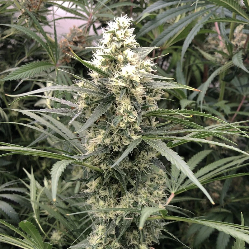 Snow Bud®