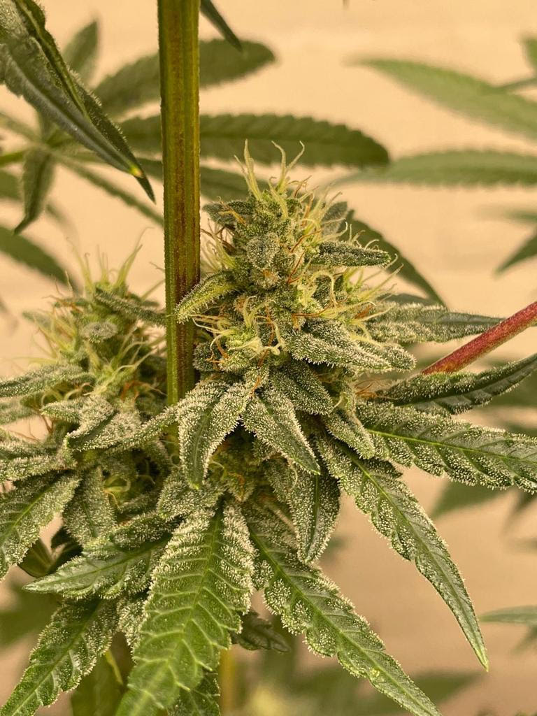 Frozen Buddha 2.0