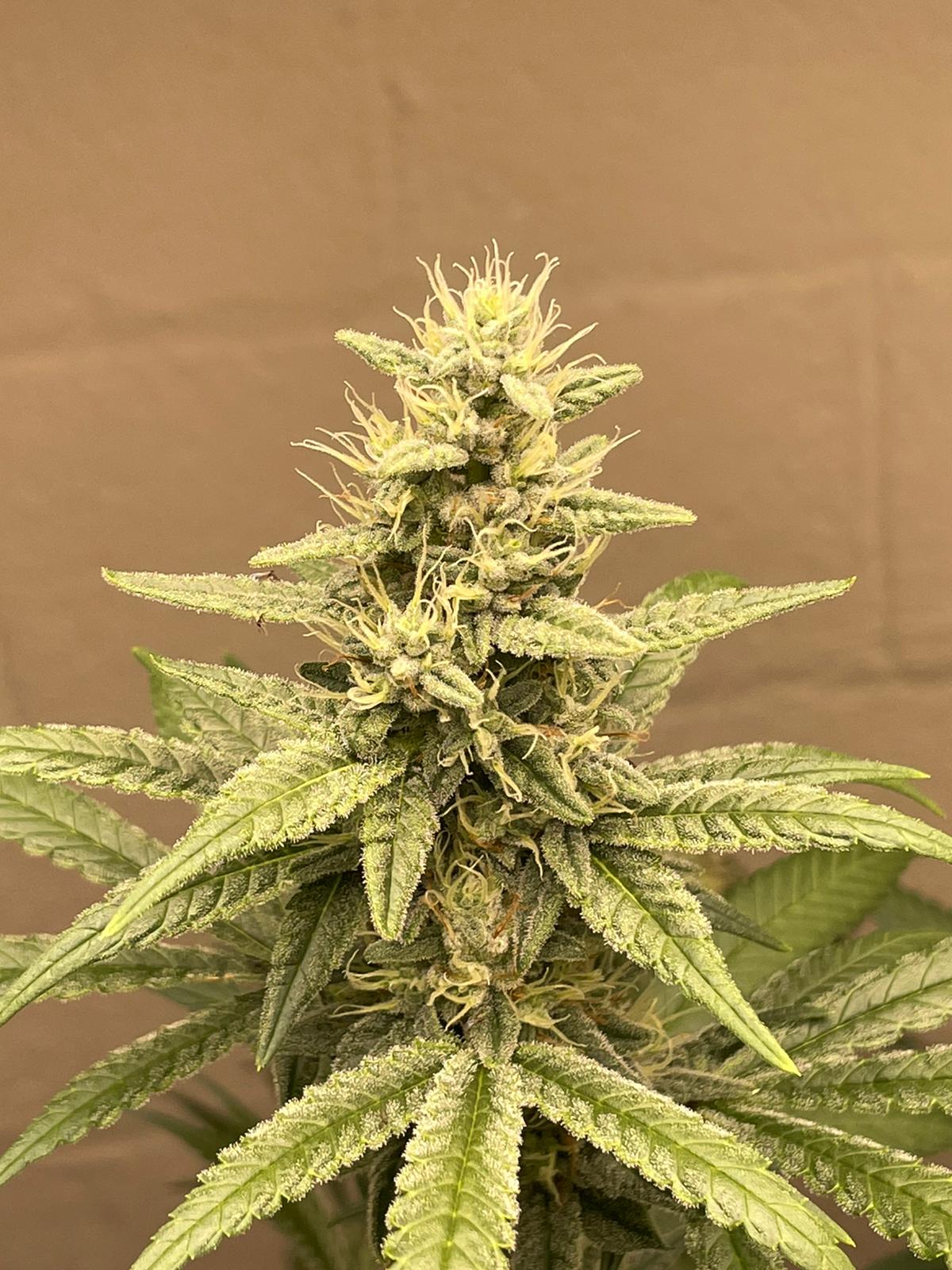 Frozen Buddha 2.0