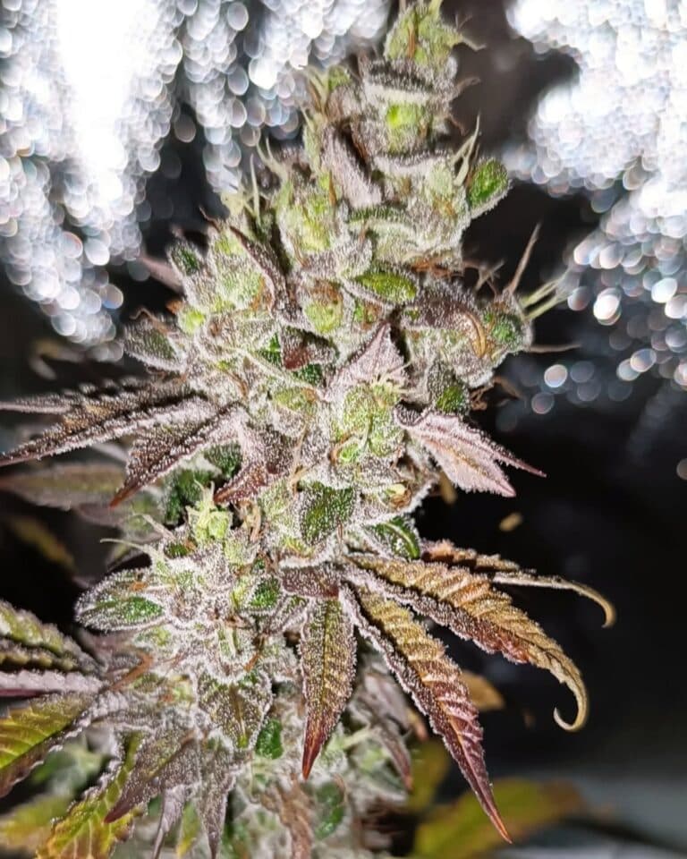 Super Skunk