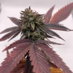 Bubba Kush