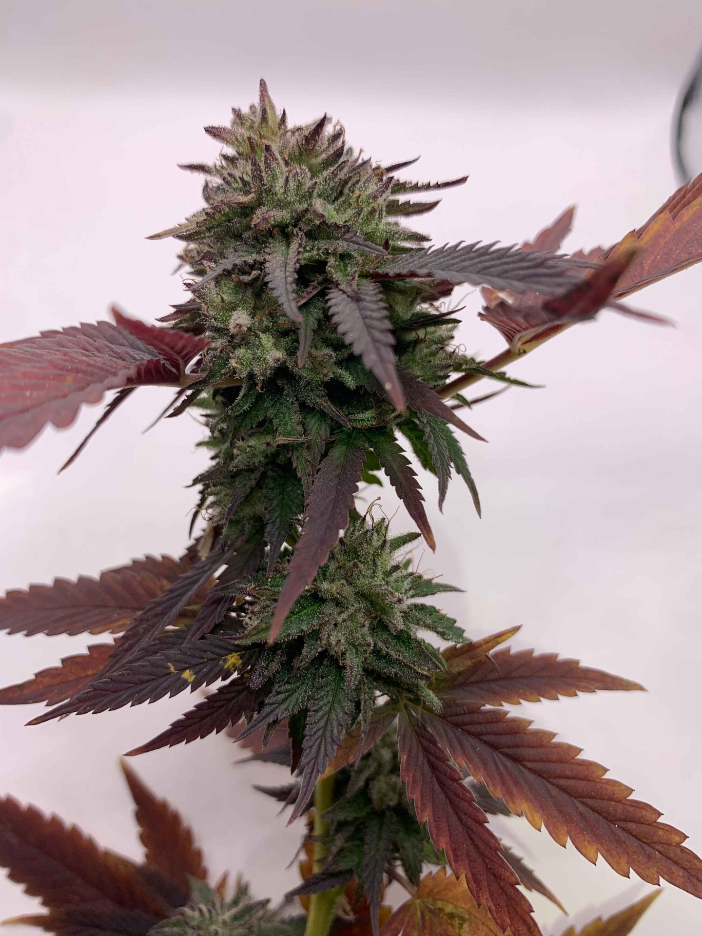 Bubba Kush