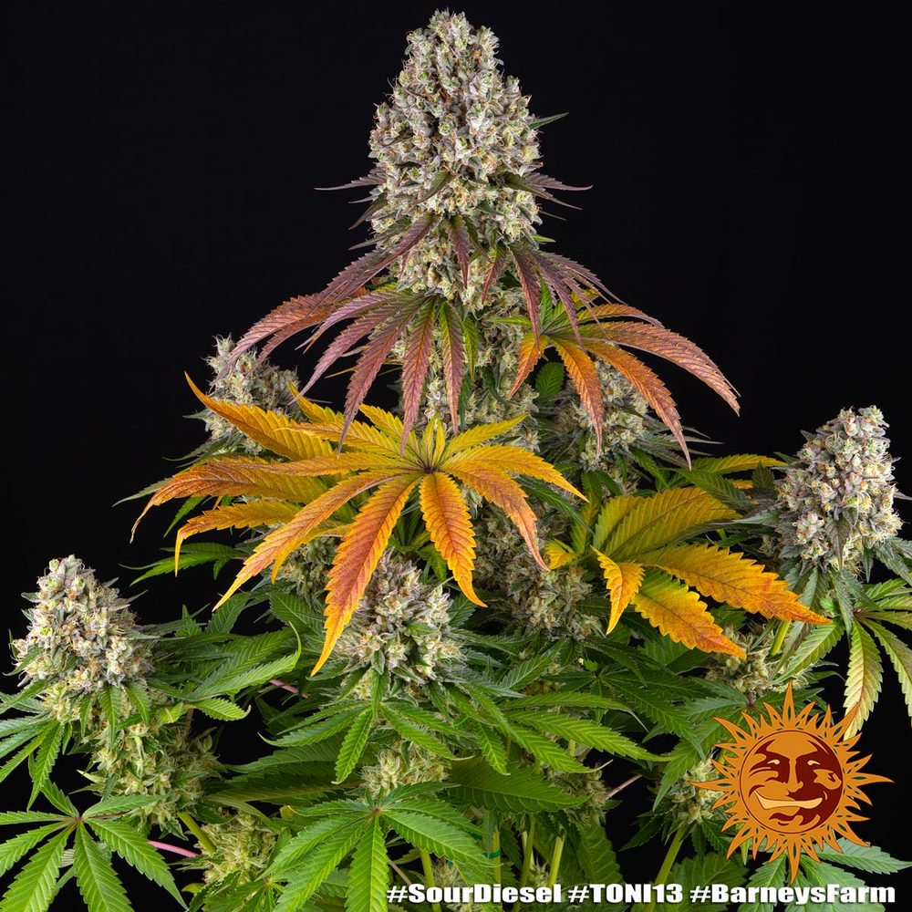 Sour Diesel