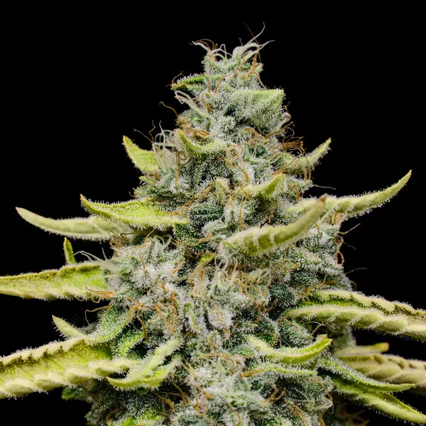 Blue Cheese