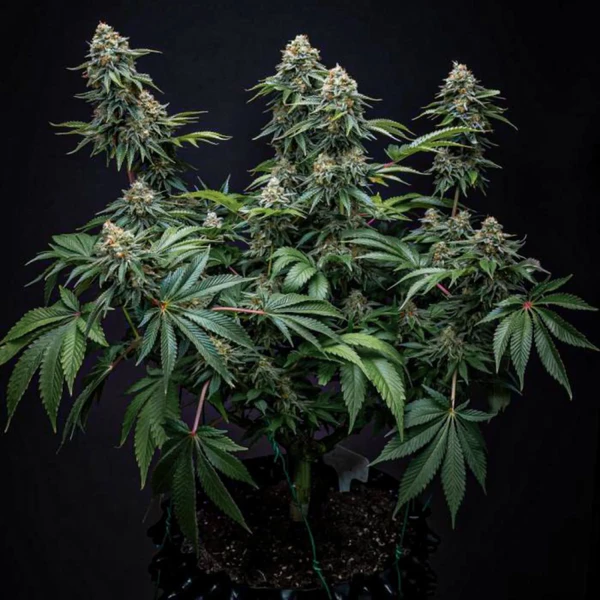 Cherry Pie