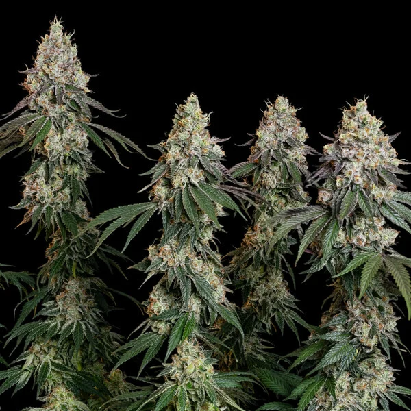 Grape Ape