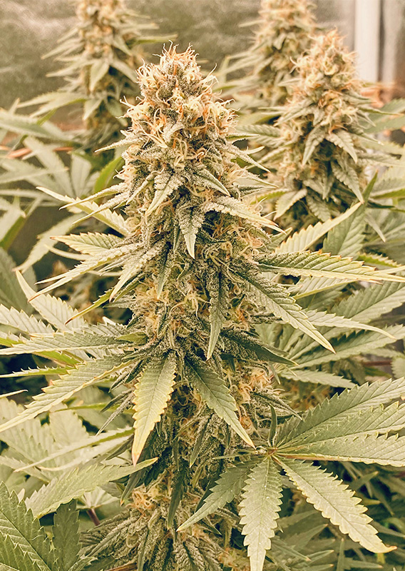 Power Plant®