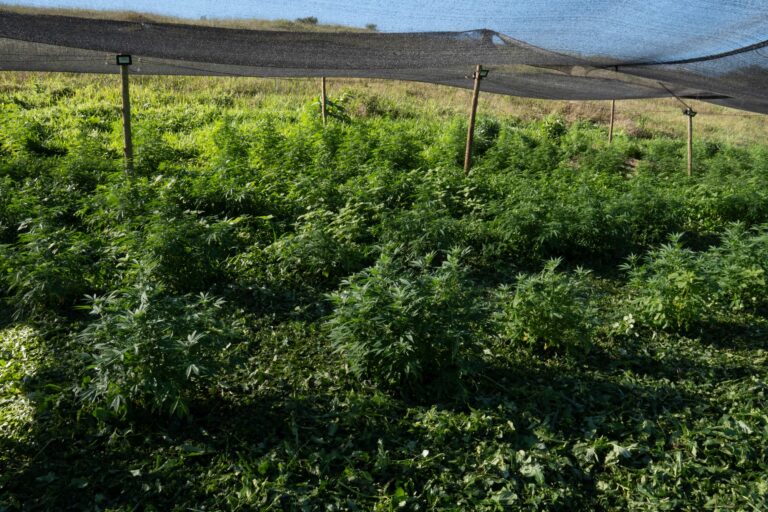 O abecedário da cannabis