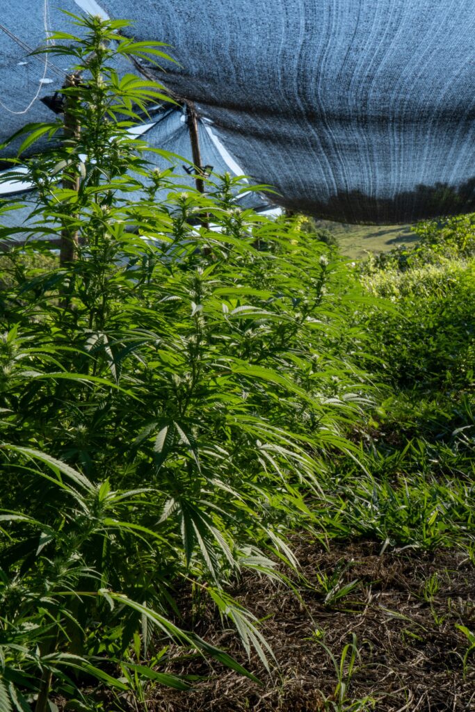 Fileiras de cannabis em cultivo a céu aberto sob sombrite