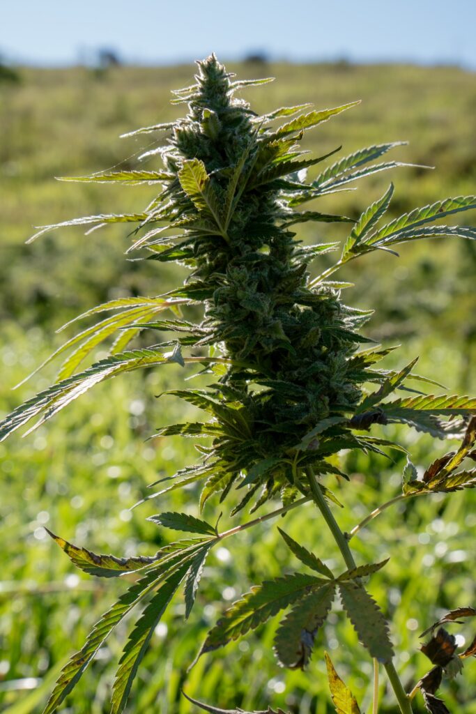 Flor de cannabis em contraluz mostrando os tricomas