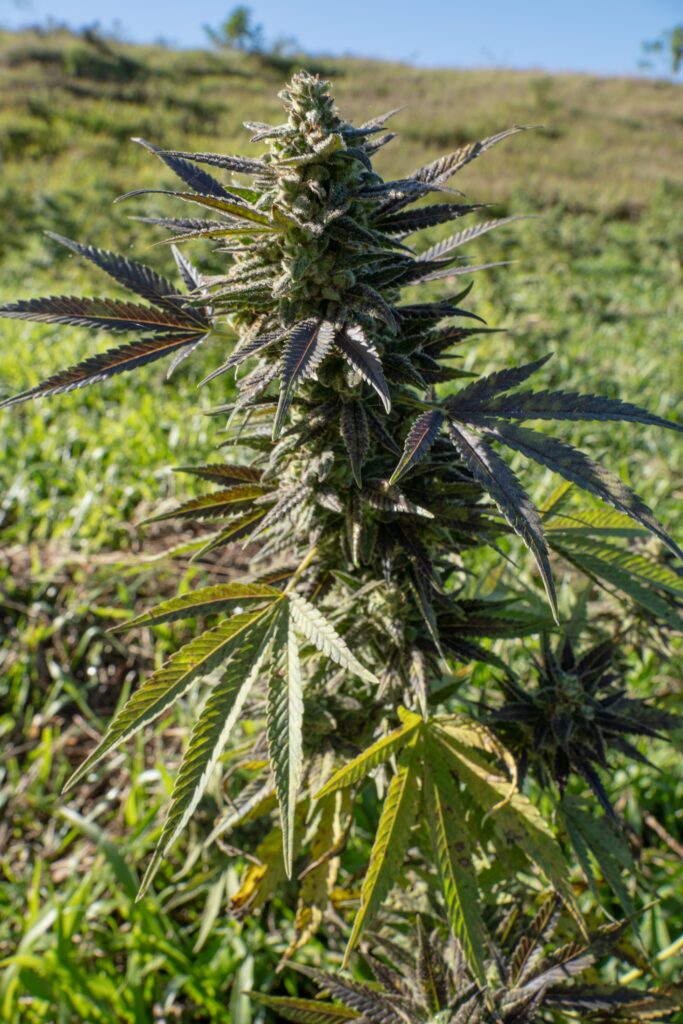 Flor de cannabis madura coberta de tricomas no cultivo outdoor