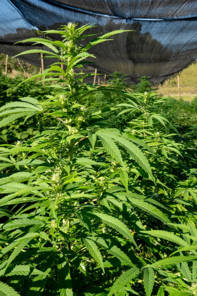 Planta de cannabis em início de floração no cultivo da AbraRio