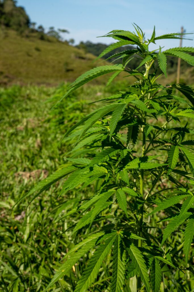 Planta de cannabis a céu aberto com morros ao fundo