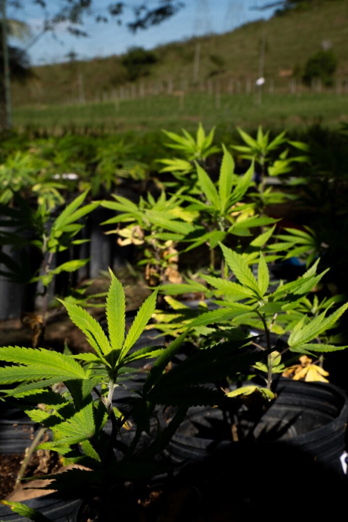 Mudas jovens de cannabis em vasos no viveiro da AbraRio