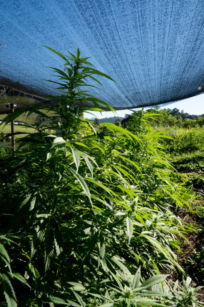 Plantas de cannabis sob tela de sombreamento no cultivo outdoor da AbraRio