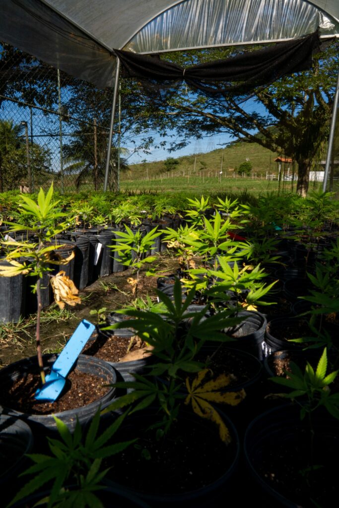 Viveiro com mudas de cannabis em vasos no cultivo da AbraRio