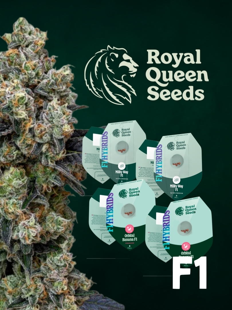 F1 Royal Queen