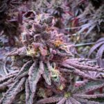 Sour Blucci