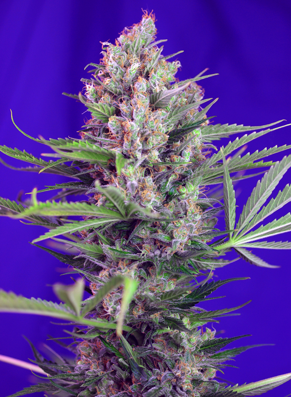 Cream Mandarine F1®