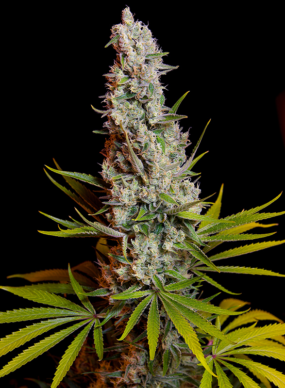 Sweet Cheese