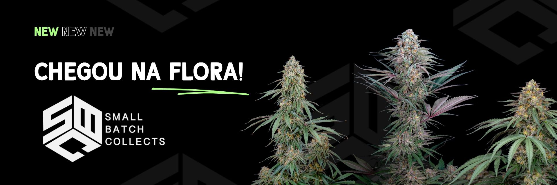 Novidade na Flora